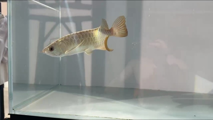 陽光下