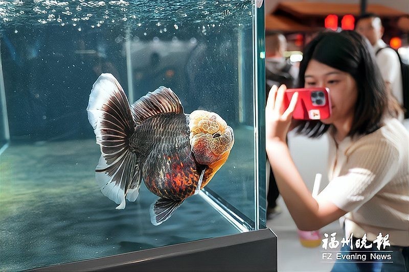 2025金魚比賽的國壽王有何特別之處？