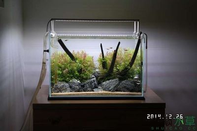 30魚缸造景圖片大全（30厘米小魚缸造景圖片大全）