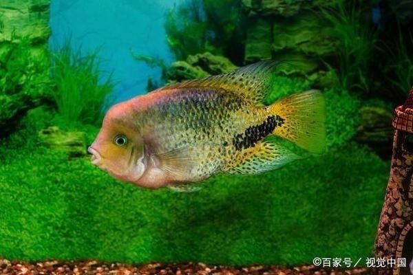 魚缸水質調節劑選擇：選擇合適的魚缸水質調節劑對于維護魚缸內的良好水質環境至關重要