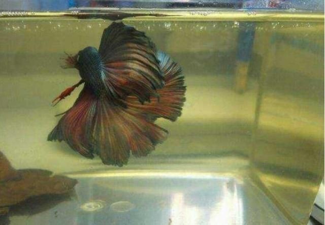 魚缸水質調節劑選擇：選擇合適的魚缸水質調節劑對于維護魚缸內的良好水質環境至關重要