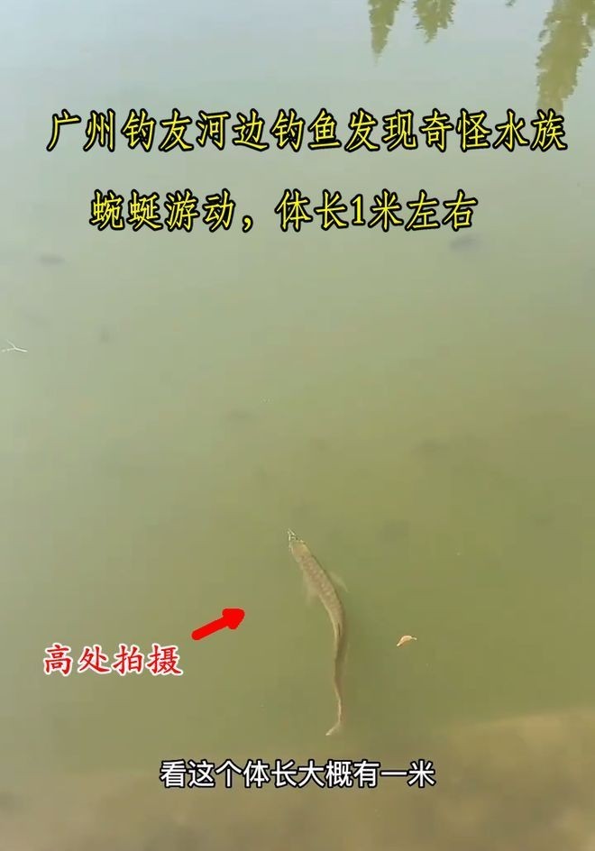 廣州龍魚網具體是做什么？