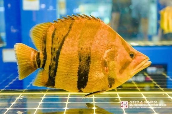 2024年長城水族展參展商名單