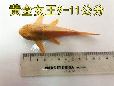 紅鯉魚魚缸放什么位置好（紅鯉魚魚缸擺放在家中的旺財方案） 紅鯉魚魚缸放什么位置好（紅鯉魚魚缸擺放在家中的旺財方案） 魚缸百科 第2張