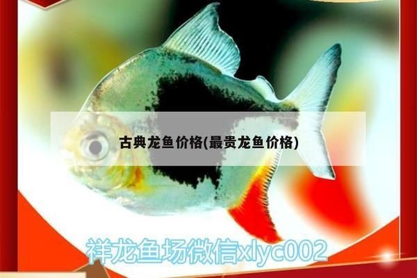 古典龍魚多少錢一條（古典龍魚市場價格走勢分析古典龍魚價格是否合理）