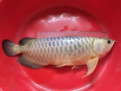 龍魚一般多長時間驅(qū)蟲用什么藥最好（龍魚的驅(qū)蟲周期一般為3至4個月）