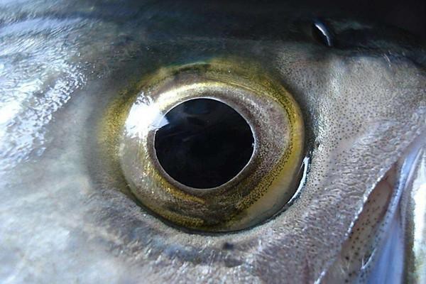 紅龍魚眼和眼眸哪個好看