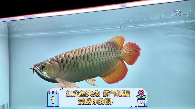 紅龍魚眼和眼眸哪個好看