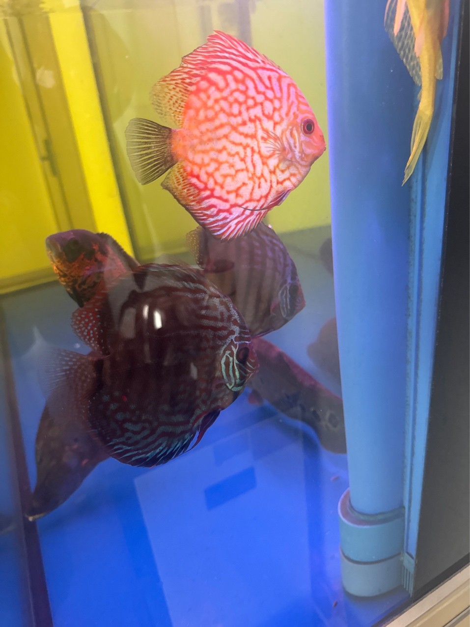 七彩神仙怎么不吃東西？求助！ 七彩神仙怎么不吃東西？求助！ 龍魚論壇 第2張