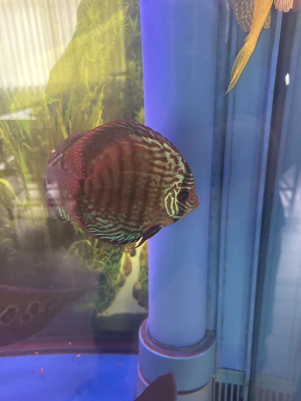 七彩神仙怎么不吃東西？求助！ 七彩神仙怎么不吃東西？求助！ 龍魚論壇 第3張
