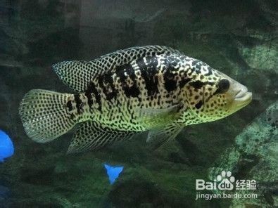 魚缸用什么樣的水養魚最好，如何自制魚缸過濾系統魚缸水溫控制技巧