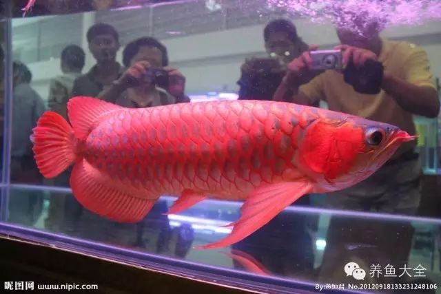 西安龍魚展會的歷史和規模