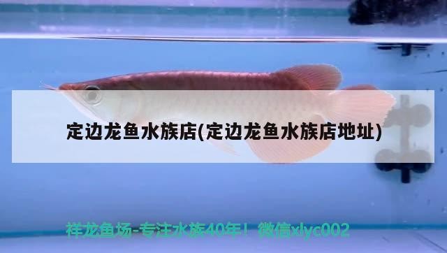 定邊龍魚水族店(定邊龍魚水族店地址)