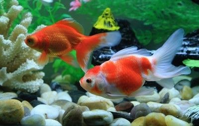 小米魚缸養(yǎng)什么魚合適：關(guān)于小米魚缸養(yǎng)什么魚合適