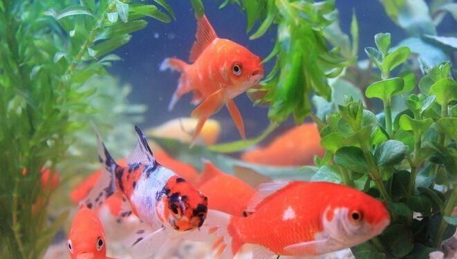 小米魚缸養(yǎng)什么魚合適：關(guān)于小米魚缸養(yǎng)什么魚合適