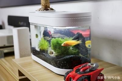 小米魚缸養(yǎng)什么魚合適：關(guān)于小米魚缸養(yǎng)什么魚合適