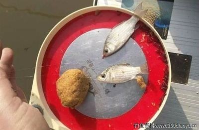小米魚缸養(yǎng)什么魚合適：關(guān)于小米魚缸養(yǎng)什么魚合適