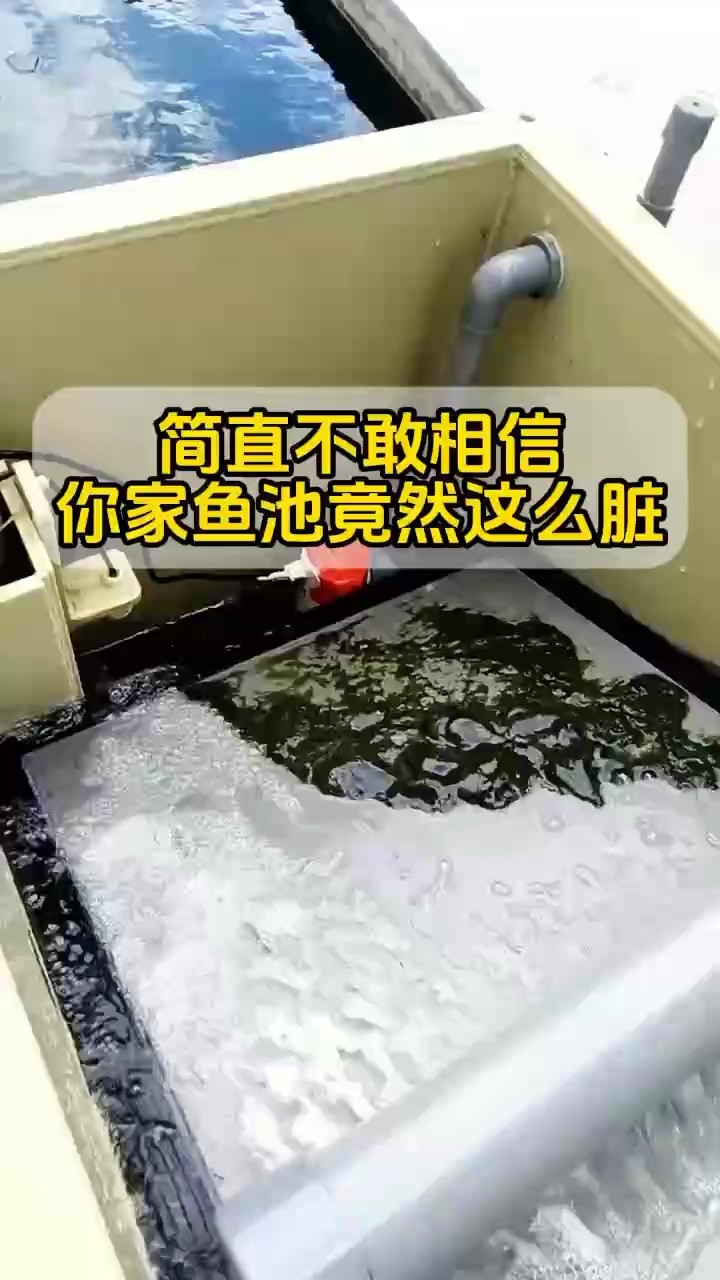 魚池凈化，干凈看得見 魚池凈化，干凈看得見 龍魚論壇