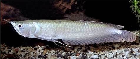 銀龍魚有幾種品種（銀龍魚的主要品種分類）