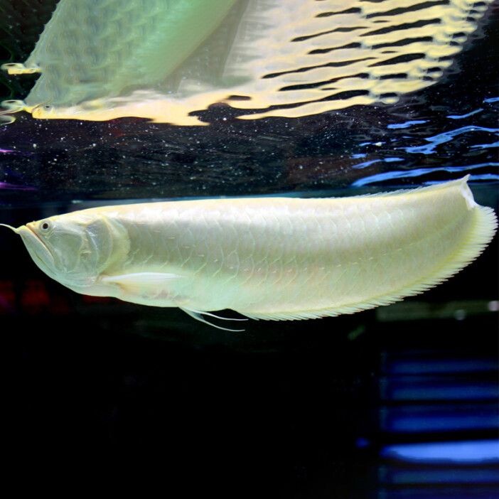 銀龍魚有幾種品種（銀龍魚的主要品種分類）