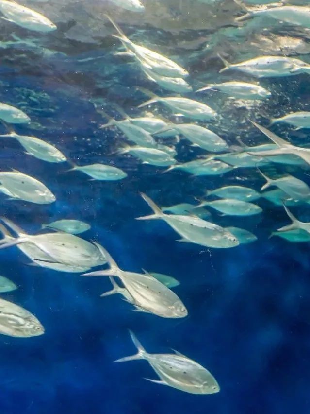 龍虎匯水族館的營業時間是？
