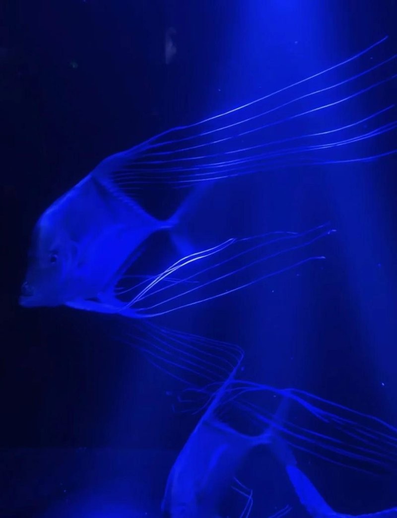 龍虎匯水族館的營業時間是？