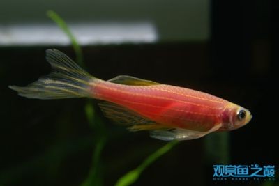 紅斑馬魚的飼養(yǎng)技巧：斑馬魚的飼養(yǎng)技巧