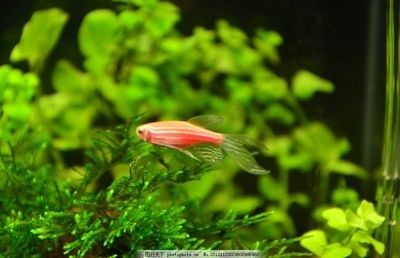 紅斑馬魚的飼養(yǎng)技巧：斑馬魚的飼養(yǎng)技巧