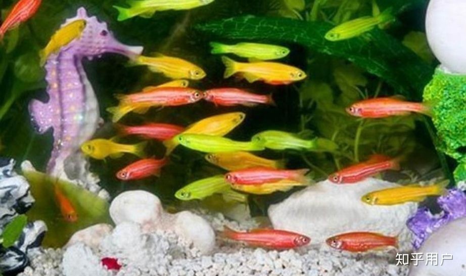 紅斑馬魚的飼養(yǎng)技巧：斑馬魚的飼養(yǎng)技巧