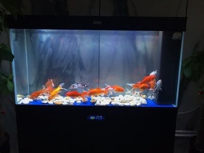 漢霸魚缸的聯系方式是什么：水族箱養護技巧分享漢霸魚缸養護技巧分享水族箱養護技巧分享 漢霸魚缸的聯系方式是什么：水族箱養護技巧分享漢霸魚缸養護技巧分享水族箱養護技巧分享 魚缸百科 第1張