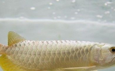 金龍魚換水頻率：金龍魚的換水頻率主要取決于以下幾個因素