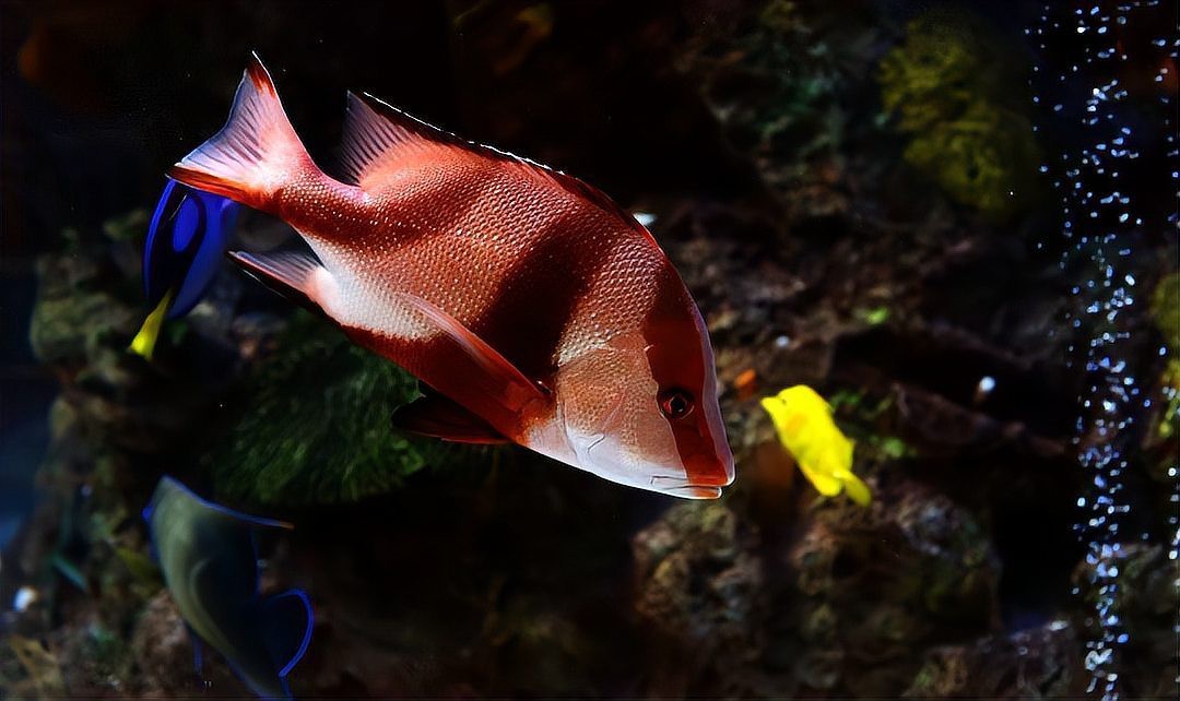 魚喂阿莫西林的正確方法