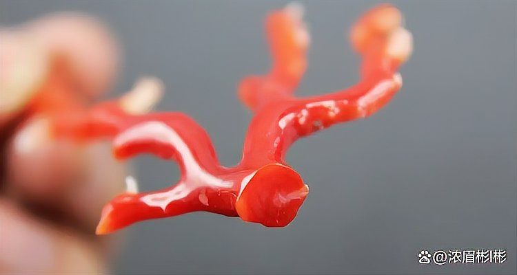 紅珊瑚真品放在水里會怎樣