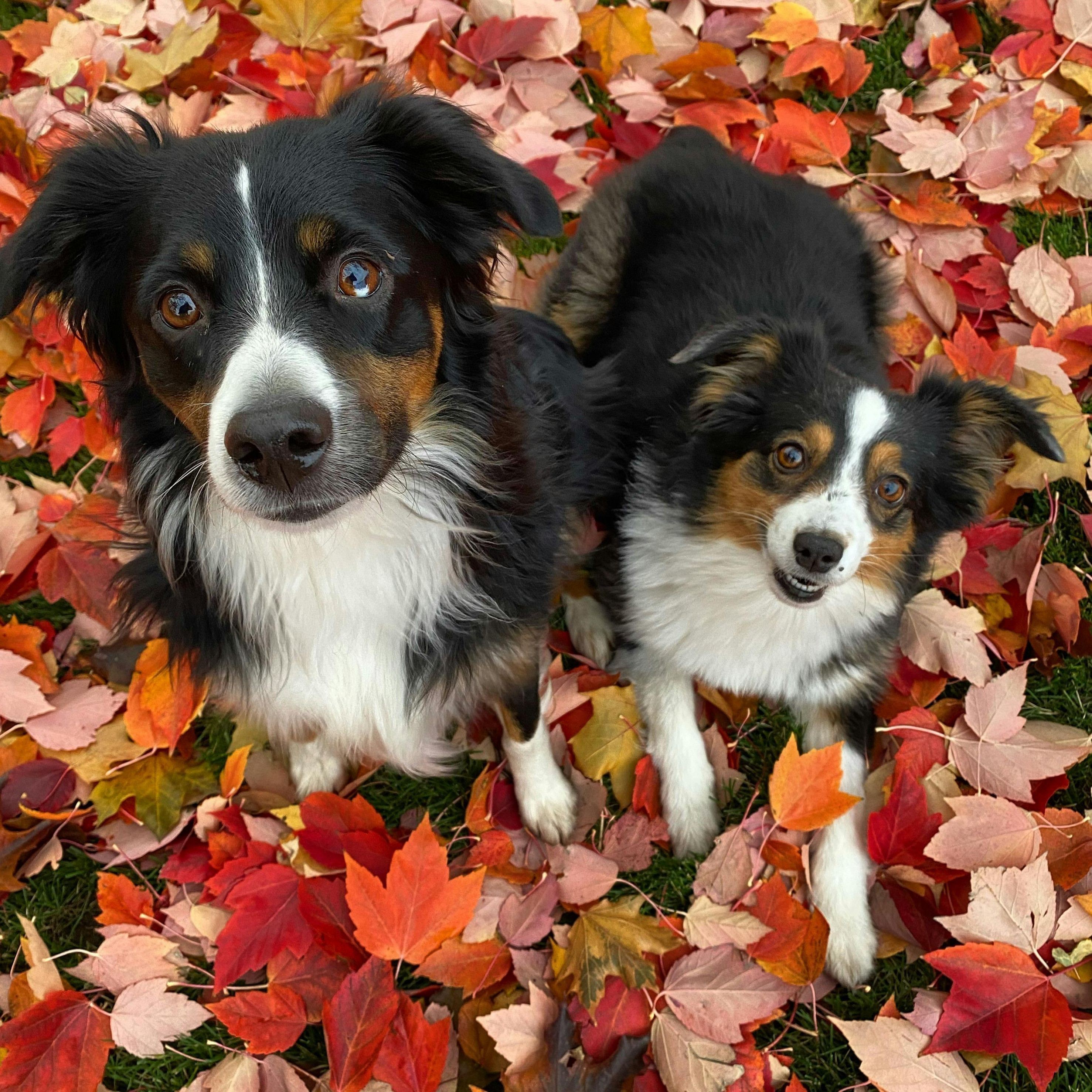 紅珊瑚真品放在水里會怎樣