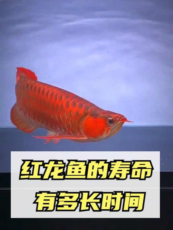 紅龍魚的壽命