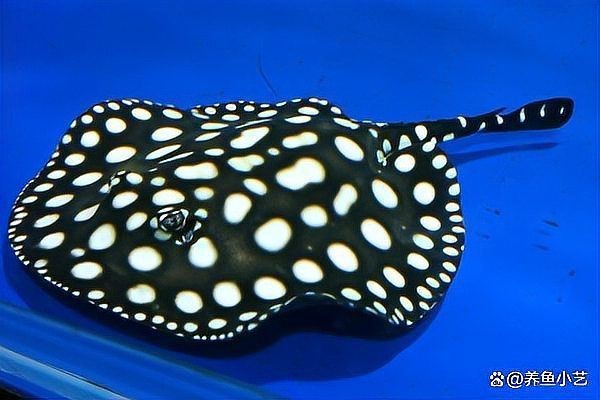 皇冠魟魚(yú)和黑金哪個(gè)好養(yǎng)
