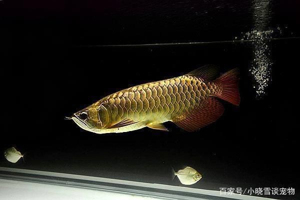 金龍魚封缸需要開燈嗎（金龍魚在封缸后是否需要開燈以及如何管理）