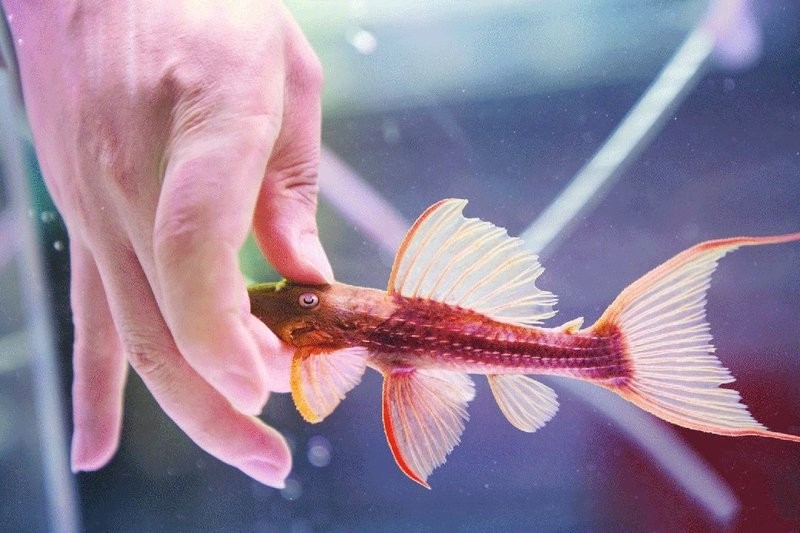 中國長城杯龍魚錦標賽的歷史