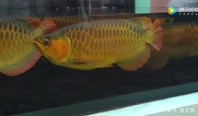 龍魚(yú)發(fā)色最佳溫度是多少：如何判斷龍魚(yú)發(fā)色效果