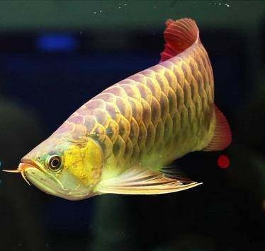 龍魚(yú)發(fā)色最佳溫度是多少：如何判斷龍魚(yú)發(fā)色效果