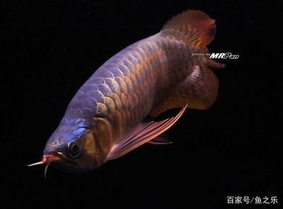 龍魚(yú)發(fā)色最佳溫度是多少：如何判斷龍魚(yú)發(fā)色效果