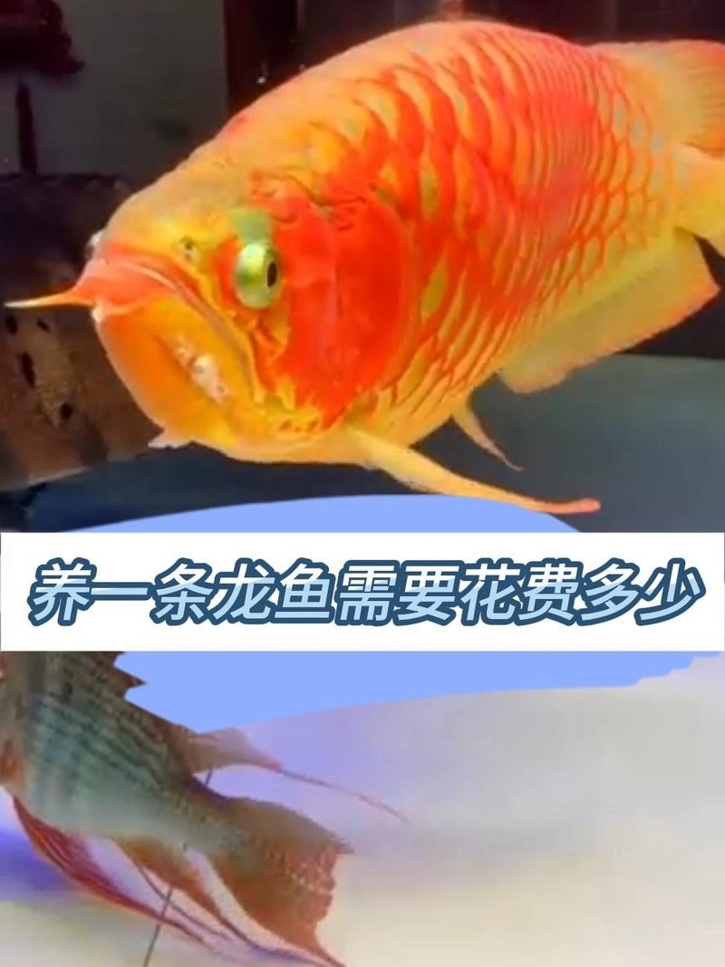 龍魚飼養(yǎng)成本多少