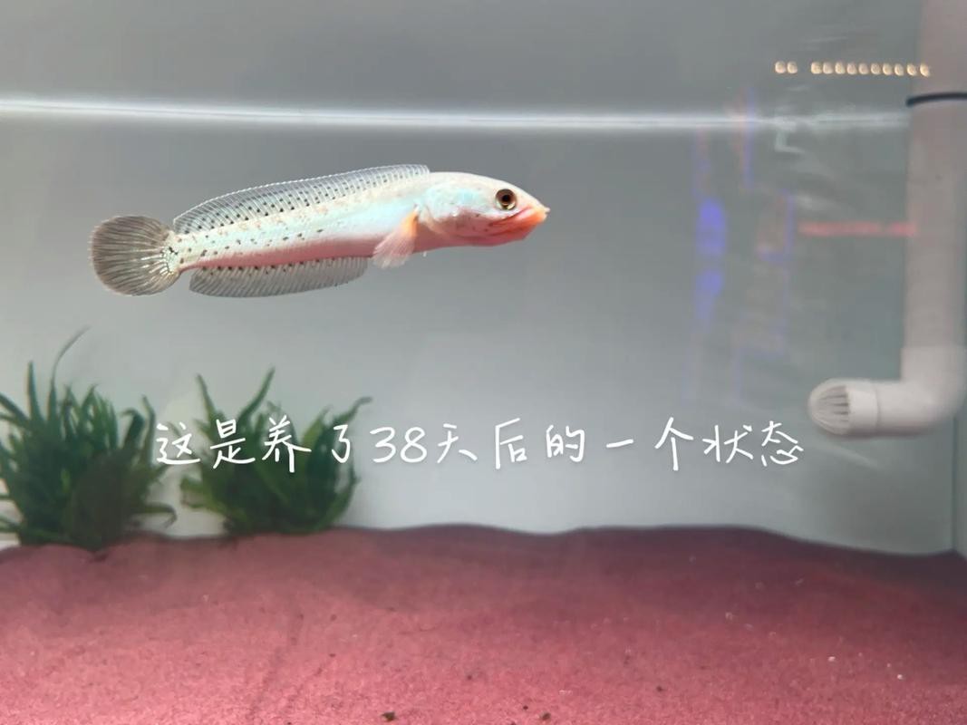 過背金龍魚和血紅龍魚哪個(gè)更易飼養(yǎng)?,背金龍魚和血紅龍魚飼養(yǎng)避坑指南,新手飼養(yǎng)避坑指南 龍魚百科 第1張 過背金龍魚和血紅龍魚哪個(gè)更易飼養(yǎng)?,背金龍魚和血紅龍魚飼養(yǎng)避坑指南,新手飼養(yǎng)避坑指南 過背金龍魚和血紅龍魚哪個(gè)更易飼養(yǎng)?,背金龍魚和血紅龍魚飼養(yǎng)避坑指南,新手飼養(yǎng)避坑指南 龍魚百科 第1張