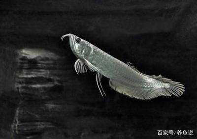 申古銀版魚與銀龍魚的區別：申古銀版魚和銀龍魚有什么區別