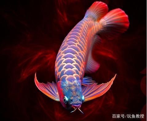 紅龍魚拍賣最高價格