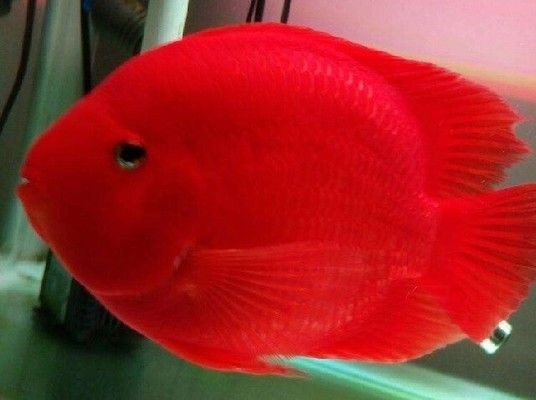 觀賞魚品種價格對比研究：不同品種的觀賞魚價格差異