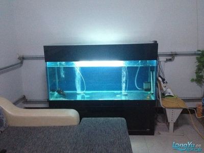 魚缸過濾器如何安裝視頻教程：如何安裝魚缸過濾器