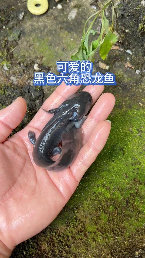恐龍魚魚的圖片