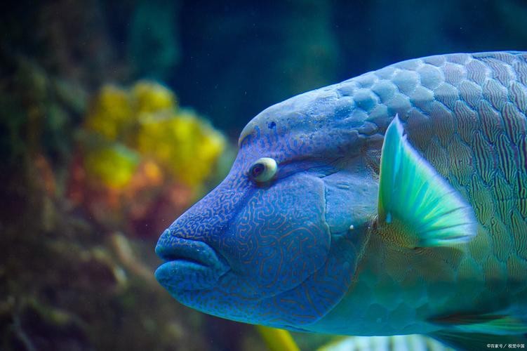 恐龍魚魚的圖片