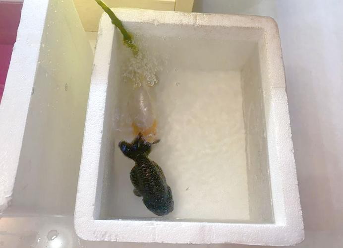 恐龍魚魚的圖片